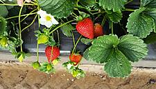 2018 Calinda Strawberry Season Has Early, Successful Start