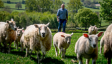 Tesco To Increase Prices Paid To 160 British Lamb Farmers