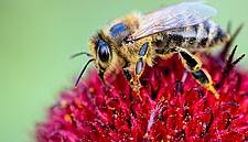 EU To Fully Ban Neonicotinoid Insecticides To Protect Bees