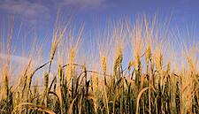 Beef, Eggs, Animal Feed Fatten Cargill's Profits