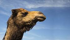 Emirates-Based Camelicious Turns Camel Milk Into Baby Formula