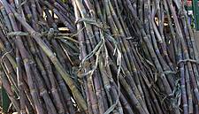 South African Sugar-Maker Tongaat Eyes Angola For Growth