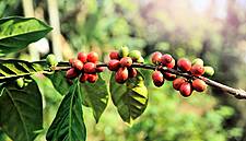Coffee Prices Seen Rising Nearly 25% By Year-End