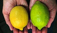 Tesco To Sell 'Green' Lemons To Tackle Food Waste In UK