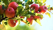 Pink Lady®’s Dynamic Growth Continues This Season