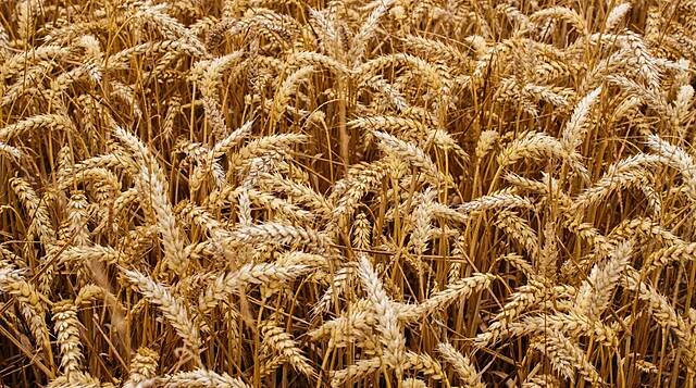 Russian Wheat Prices Follow Global Benchmarks Lower