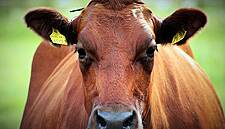 Finland's Valio To Merge Two Of Its Dairy Co-Operatives