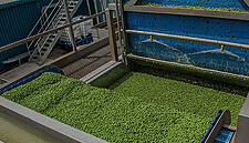 Greenyard To Re-Open Hungarian Plant After Listeria Cause Found