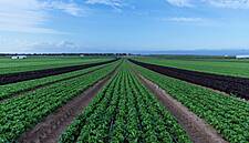 Murciana de Vegetales – Specialists In High-Quality Lettuce Varieties
