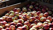 NorgesGruppen Expects Record Sales Of Norwegian Apples