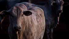 Carrefour Spain To Install Surveillance Cameras In Abattoirs
