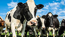 Glanbia Full-Year Results: What The Analysts Said