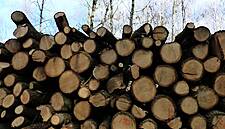 Firms Falling Short On Transparency Over Deforestation, Report Claims