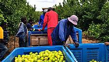 Improved South African Citrus For Jupiter Group