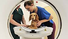 Nestlé Purina Announces Partnership With IVC Group