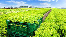 Kaufland Standardises Packaging For Fruit And Vegetables Across Europe