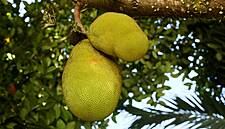Jack Of All Trades: Why Retailers Need To Take Note Of Jackfruit