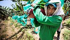 Fairtrade Product Sales Reach €1.6bn In Germany