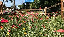 Walmart Sets Up Pollinator Gardens In The US