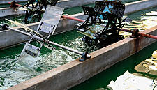 Slime No More – Why Algae Could Be The World's Next Big Food Source