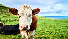 Irish Food Industry Welcomes Brexit Support Measures Announced In Budget