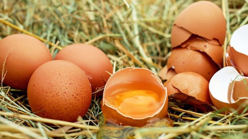 Call for compensation for Galway egg producers impacted by Avian Flu restrictions