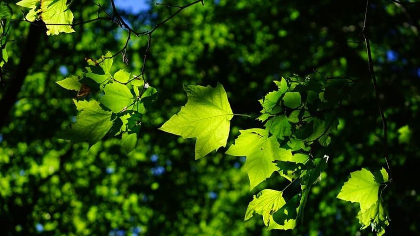 Concern about increasing forestry plantation across Galway