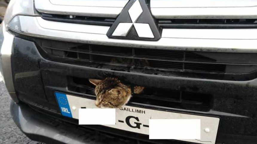 Cat has lucky escape after being trapped in car grill on N17