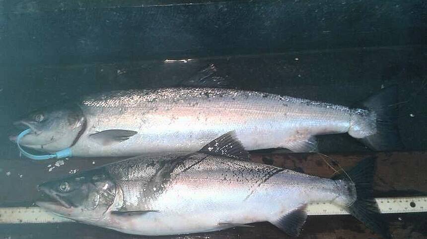 Fisheries body confirms presence of farmed Atlantic salmon in Galway rivers