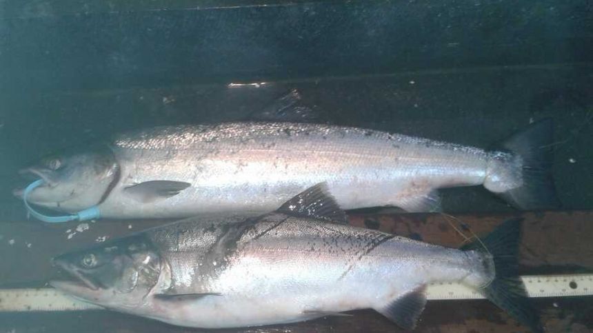 Mysterious non-native salmon spotted in Galway waterways