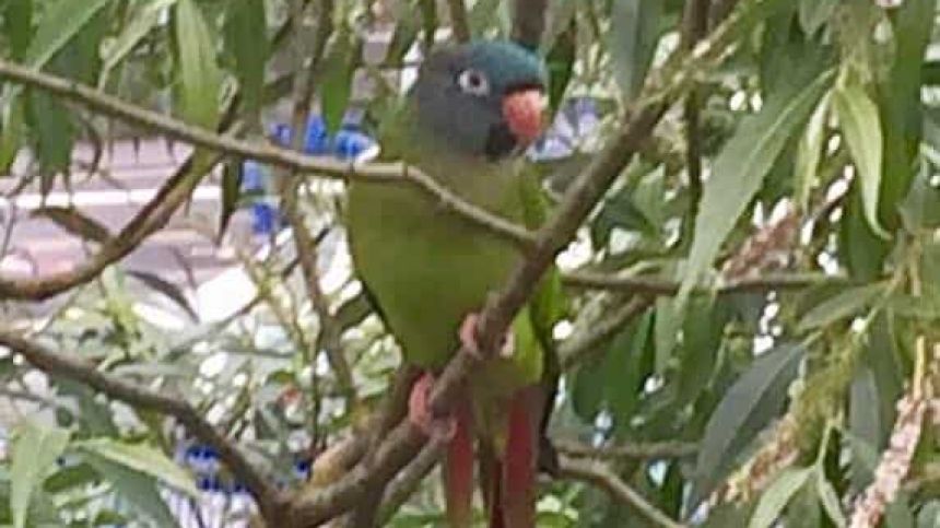 Escaped Parakeet found flying around city centre