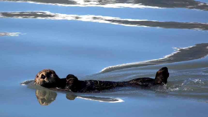 Wildlife Trust to host public otter survey in the city