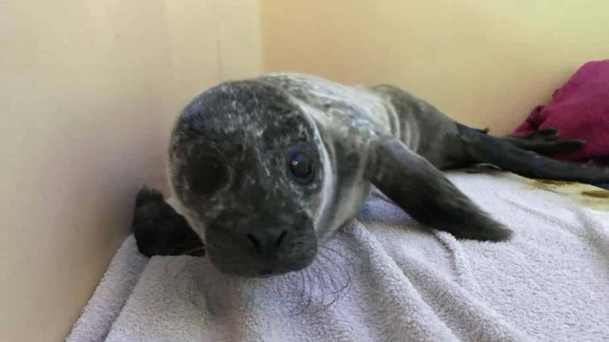 Galway seal pup recovering in Wexford