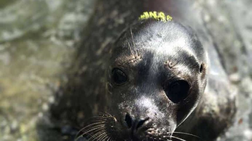 Seal pups discovered in Galway set for return to wild