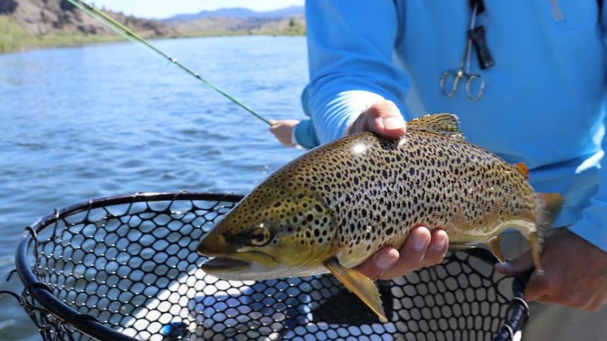 Wild brown trout facing extinction in Lough Corrib