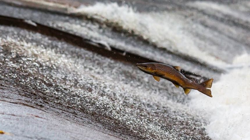 Connemara farmed salmon valued at 38 million euro