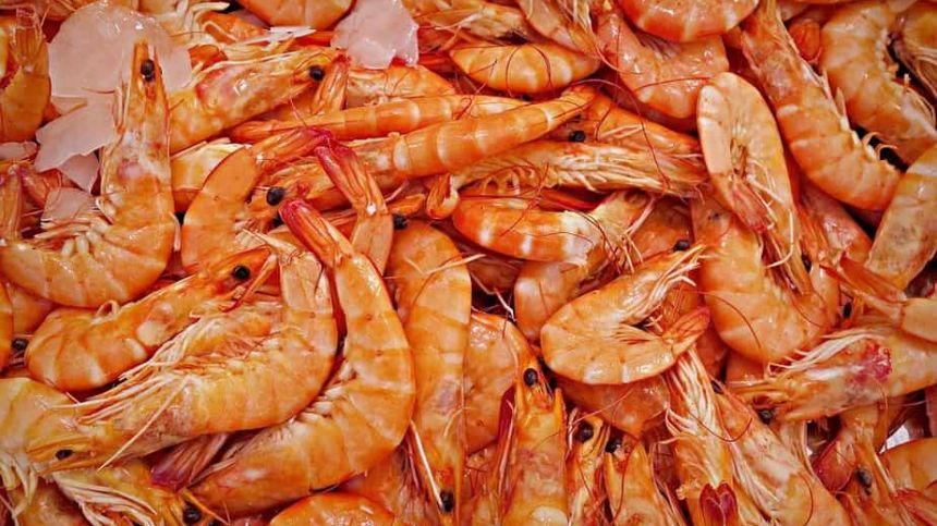 Galway Bay prawns face extinction due to pollution