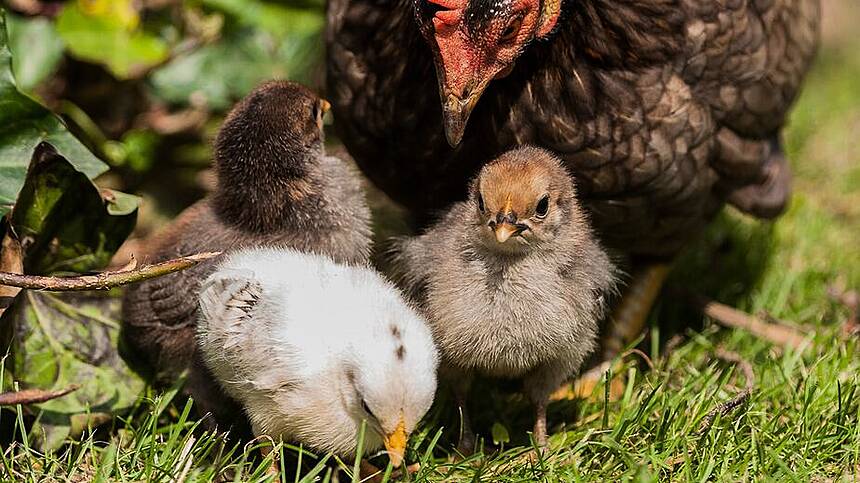 Galway flockowners urged to be vigilant after bird flu discovery in Clare