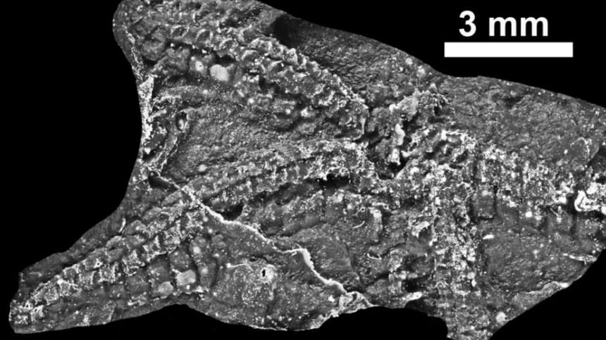 435 million year old fossil starfish has been discovered in Connemara