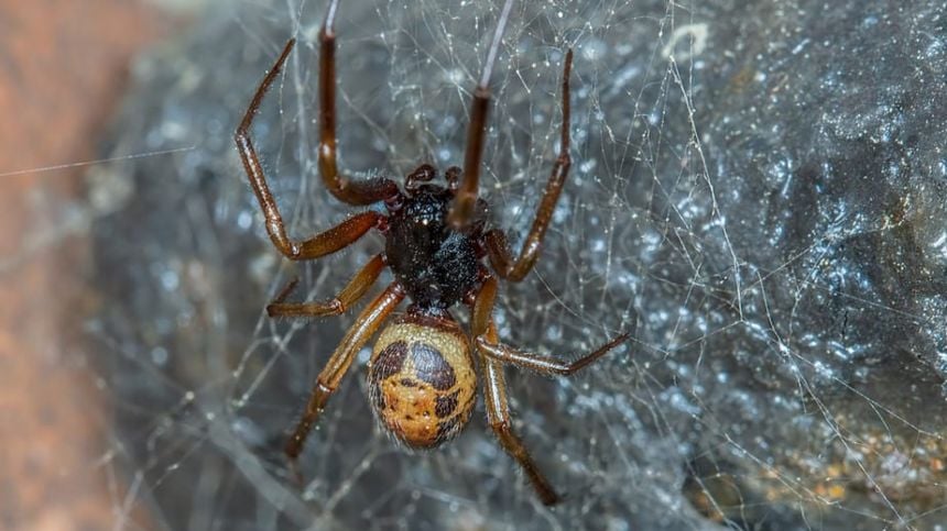 NUIG researchers record first Irish case of spider eating a reptile