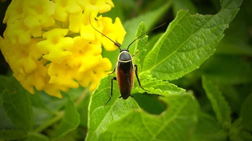 NUIG awarded over one million euro for sustainable pesticide research