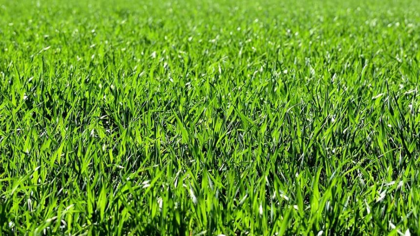 Council to reinstate grass cutting at Ballinasloe estates following councillors donation