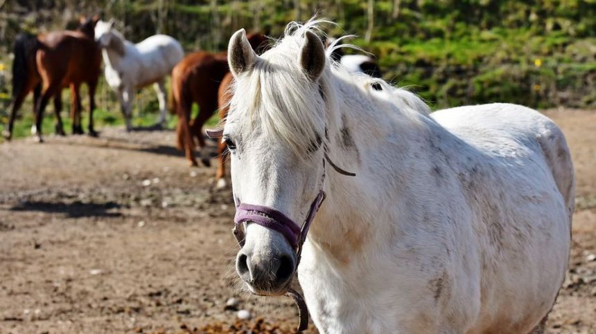 City policing committee hears calls for bye law on roaming horses