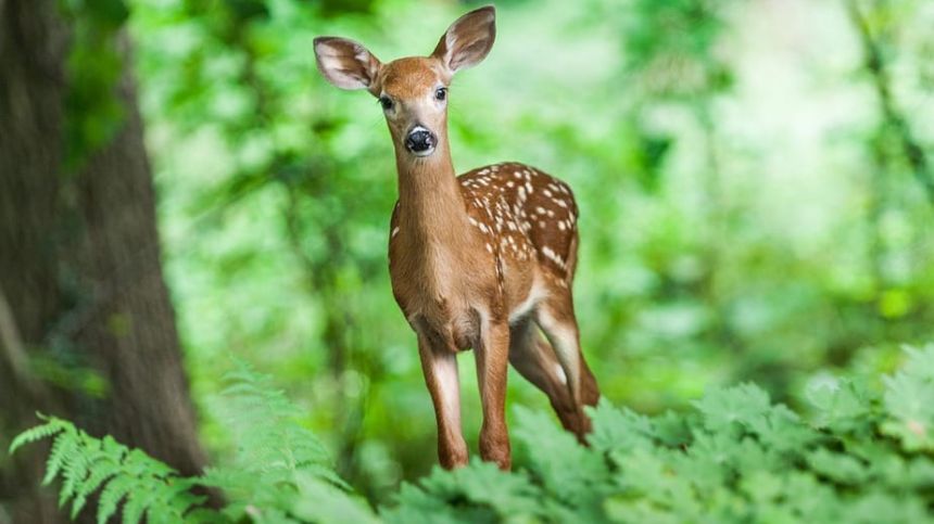 Loose deer causing traffic hazard in Portumna and Connemara