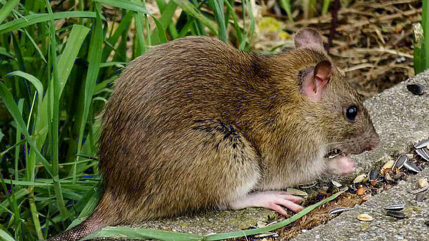 Galway second most rat infested county in Ireland