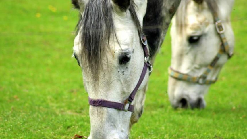 Call for tougher action on horses in council housing estates