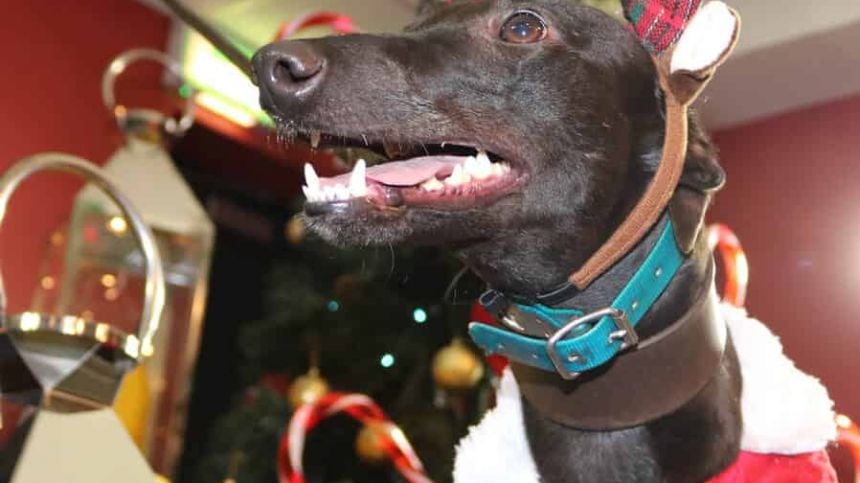 Santa to take in night at the dogs at in Galway Greyhound Stadium