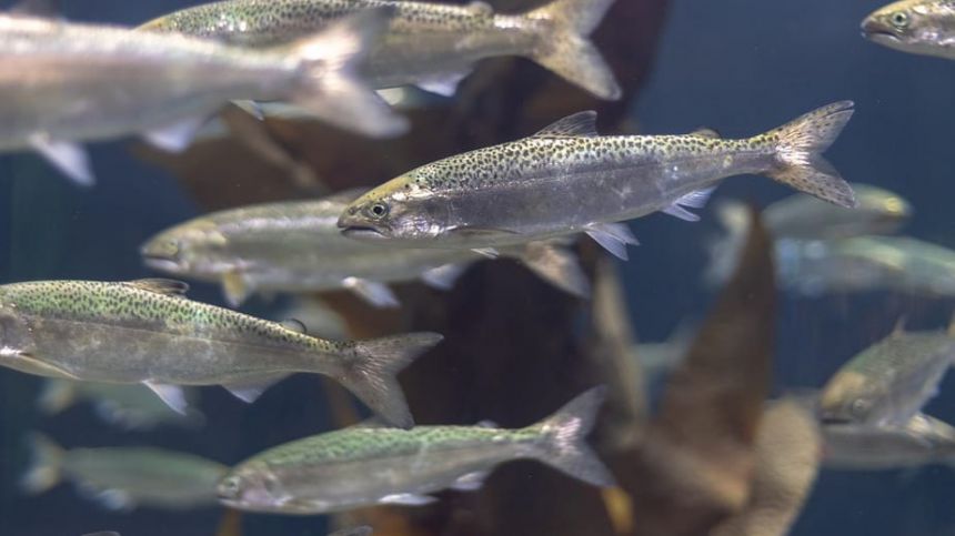 New method of supplying clean water to salmon farms in Connemara likely to continue following successful trials