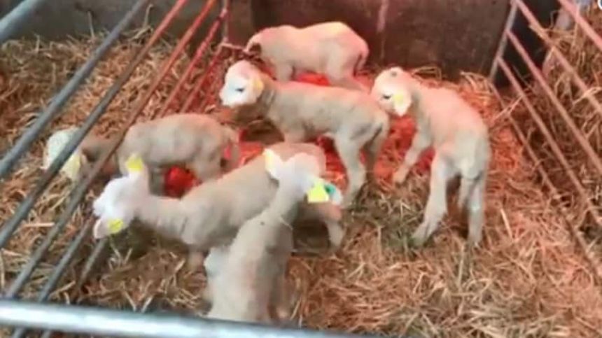 Second set of sextuplets born to a sheep at Teagasc Athenry