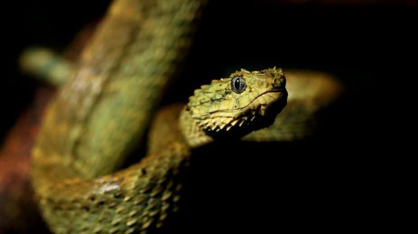 NUIG study links venom potency of snake bites to its diet